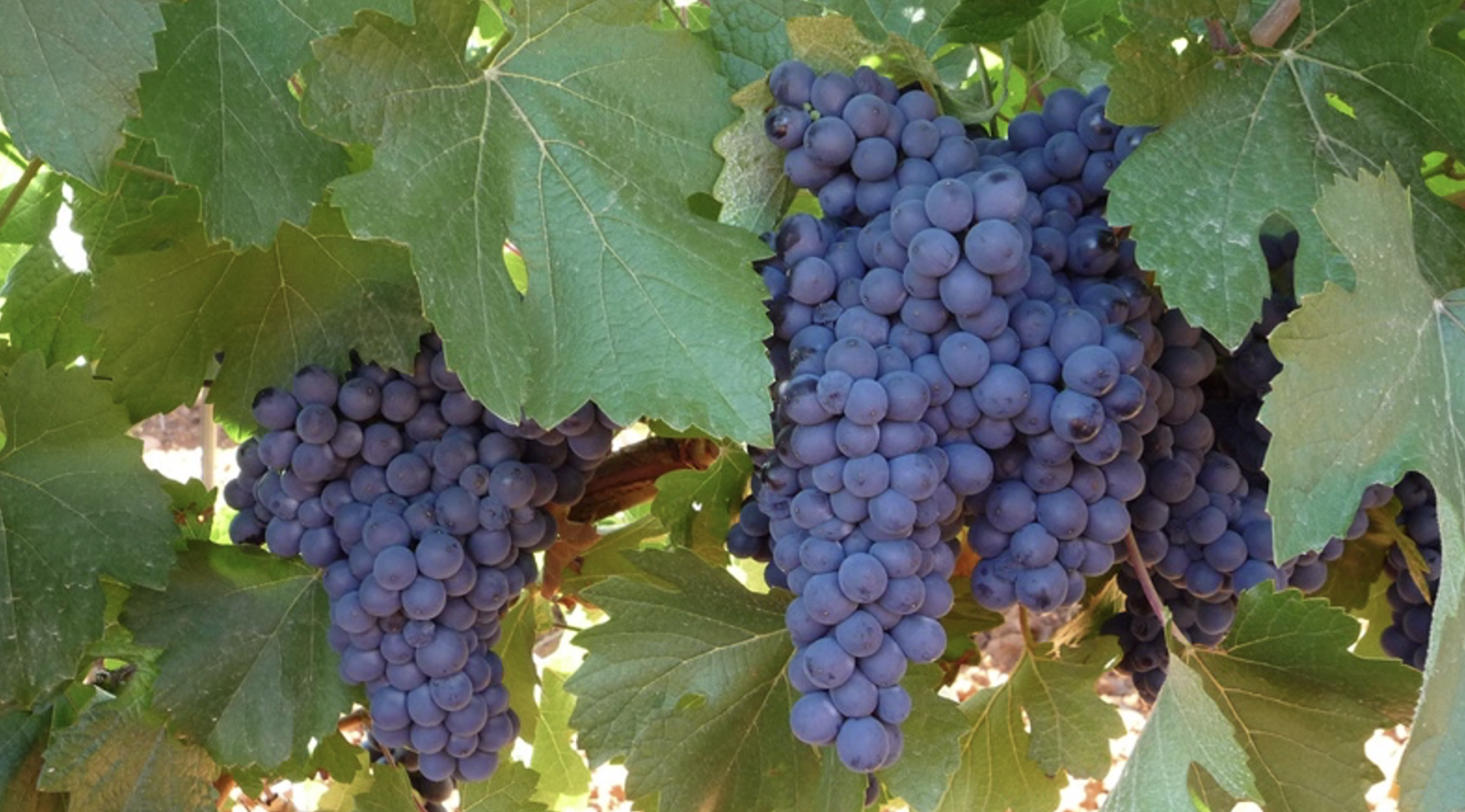 Prieto Picudo grape clusters with green leaves in León, Castilla y León wine region
